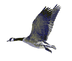 Flying Goose Animation Gif Image Download For Android Mobile Free Animated Image Download Moving Image