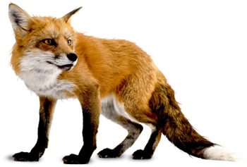 Angry  Fox PNG  Image Download HD Wallpapers For Android