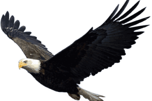 Flying  High Eagle PNG Image  HD Wallpapers Download For Android Mobile