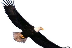 Sky Diving  Eagle PNG Transparent Image HD Wallpapers Download For Android Mobile