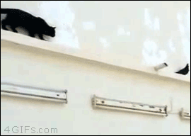 Funny Cat Chases Dove Pigeon Gif