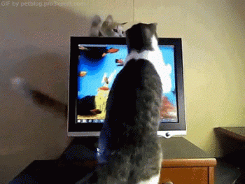 Funny Cat Computer Animated Gif Cool Image Super