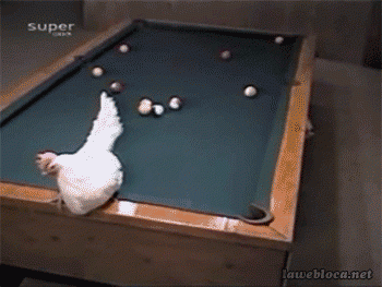 Funny Chicken Lays Egg Billiards Table Animated Gif