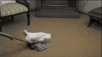 Funny Chicken Lays Egg Gif