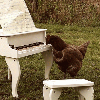 Funny Chicken Playing Piano Animated Gif