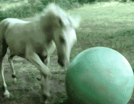 Funny Horse Fail Ball Rolling Animated Gif