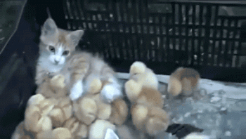 Funny Kitten With Baby Chicks Animated Gif
