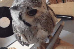 Funny Owl Sitting On Pen Writing Animated Gif