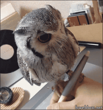 Funny Owl Sitting On Pen Writing Animated Gif
