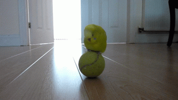 Funny Parrot On Ball Animted Gif