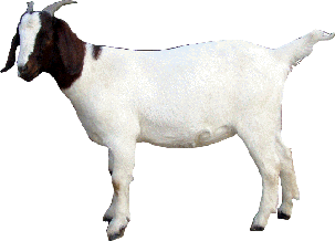 Cute  Goat PNG Image HD Wallpapers For Android