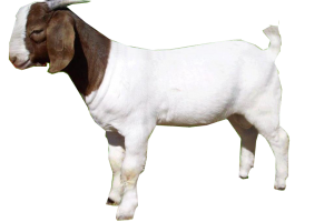 Goat Png