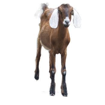 Baby  Goat HD PNG Image HD Wallpapers For Android