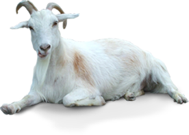 White  Goat Transparent PNG Image HD Wallpapers For Android