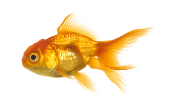 Gold Fish PNG Image HD Wallpapers For Android