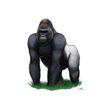 Animated  Gorilla  PNG Image HD Wallpapers For Android