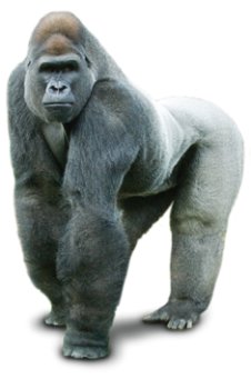 Gorilla Picture 3D HD Wallpapers For Android