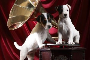 Gramophone Pups