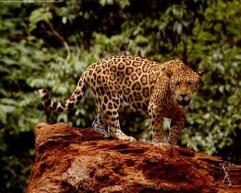 Great Jaguar