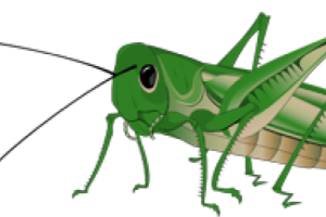 HD Grasshopper Transparent Background