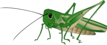 HD Grasshopper Transparent Background
