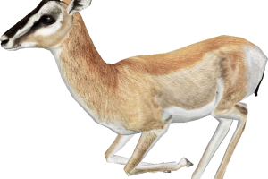 Sitting Gazelle PNG Image HD Wallpapers Download For Android Mobile
