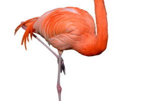 Standing  Flamingo PNG  Clipart HD Wallpaper Download For Android Mobile Wallpapers HD For I Phone Six Free Download