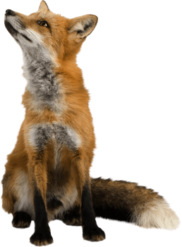 HD Fox PNG  Image Download Picture HD Wallpaper Download For Android Mobile Wallpapers HD For I Phone Six Free Download