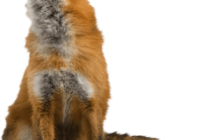 HD Fox PNG  Image Download Picture HD Wallpaper Download For Android Mobile Wallpapers HD For I Phone Six Free Download
