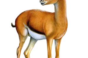 HD Standing  Gazelle Transparent Image PNG Image HD Wallpapers Download For Android Mobile
