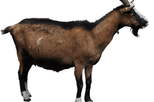 Old Goat PNG image HD Wallpaper Download For Android Mobile Wallpapers HD For I Phone Six Free Download