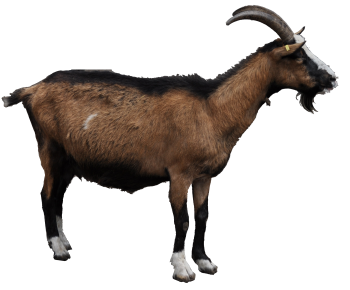 Old Goat PNG image HD Wallpaper Download For Android Mobile Wallpapers HD For I Phone Six Free Download