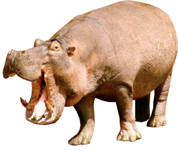 HD Hippopotamus PNG Image HD Wallpaper Download For Android Mobile Wallpapers HD For I Phone Six Free Download