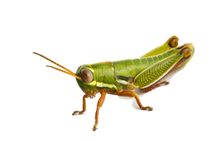 Indian Grasshopper PNG image HD Wallpapers Download For Android Mobile