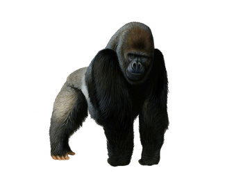 Huge Male  Gorilla Walking PNG image HD Wallpapers Download For Android Mobile