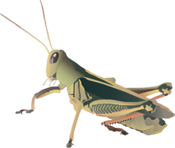 HD 3D Transparent Grasshopper Picture PNG Image HD Wallpapers Download For Android Mobile