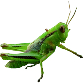 Real  Grasshopper Transparent PNG image HD Wallpapers Download For Android Mobile