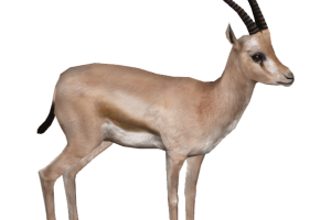 Download Gazelle HD PNG image HD Wallpapers  For Android Mobile