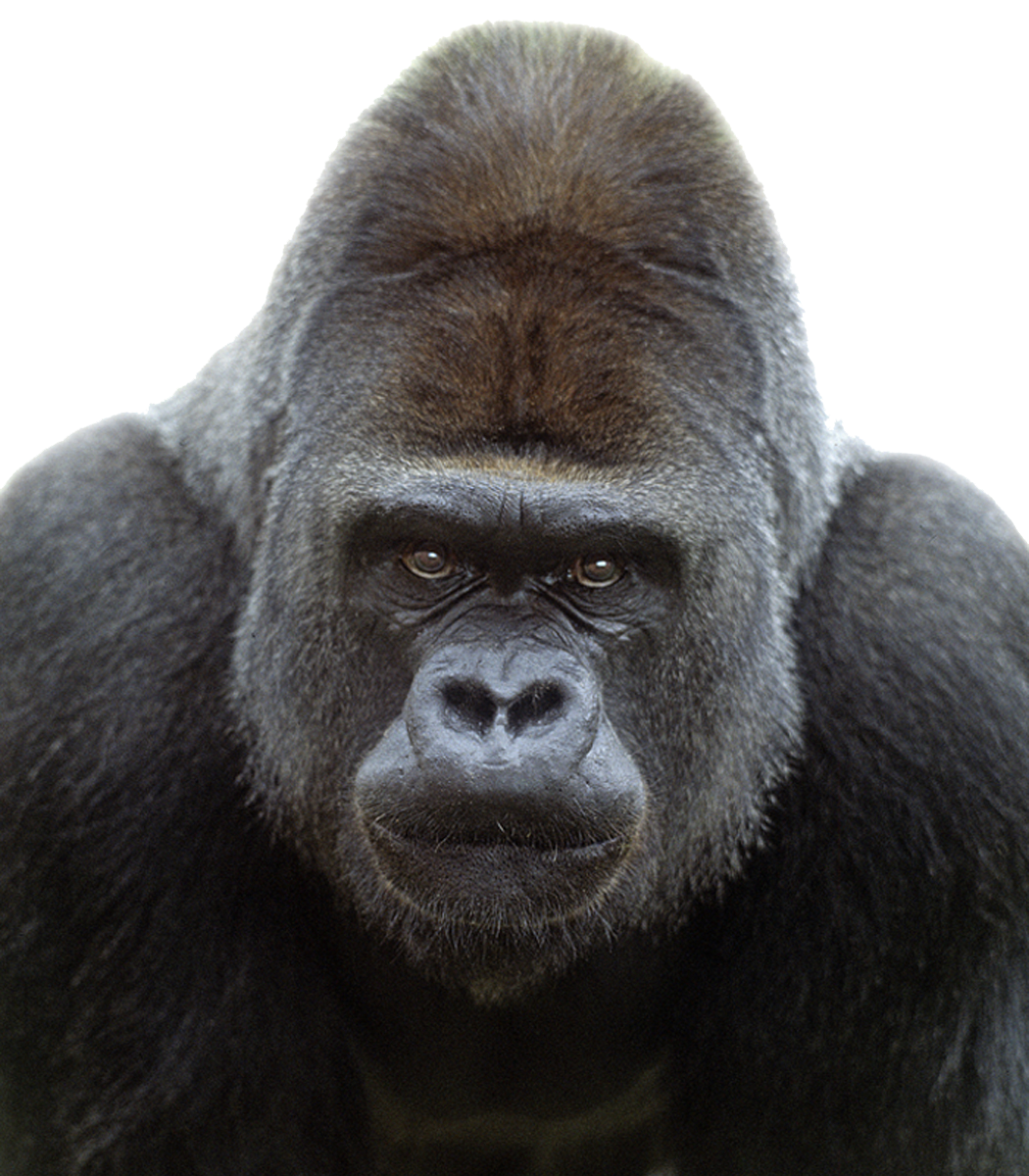 Big Gorilla Transparent Image PNG Image HD Wallpapers Download For