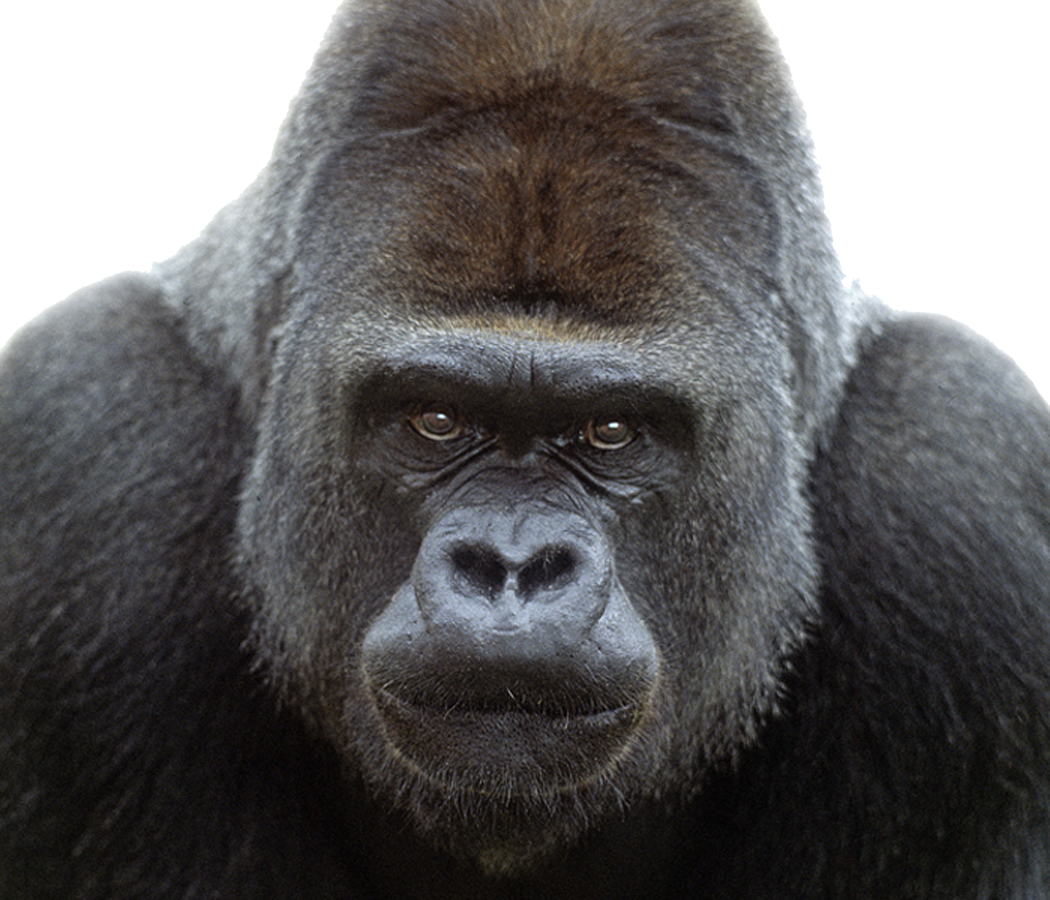 Big Gorilla Transparent Image PNG Image HD Wallpapers ...