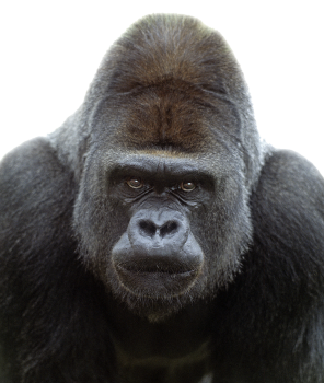 Big Gorilla Transparent Image PNG Image HD Wallpapers Download For Android Mobile