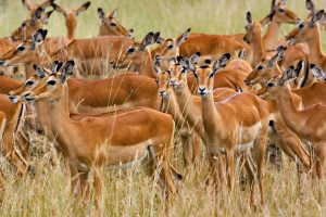 Herd Of Female Impala Masai Mara Kenya