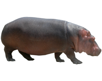Hippopotamus HD PNG Image  HD Wallpapers For Android