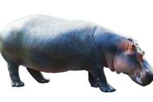 Hippopotamus PNG Image HD Wallpapers Download For Android Mobile