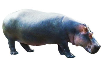 Hippopotamus PNG Image HD Wallpapers Download For Android Mobile