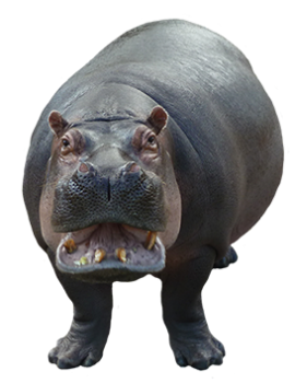 Hippopotamus PNG Image HD Wallpapers For Android