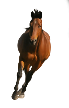 Horse PNG Image HD Wallpaper Download For Android Mobile Wallpapers HD For I Phone Six Free Download