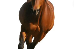 Horse PNG Image HD Wallpaper Download For Android Mobile Wallpapers HD For I Phone Six Free Download