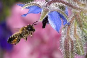 Hovering Honey Bee