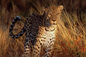 Intense Focus Leopard